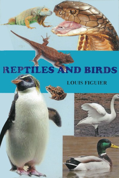 Repetile & Birds